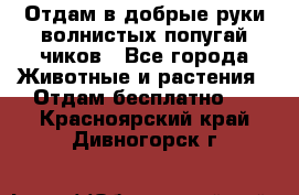 Отдам в добрые руки волнистых попугай.чиков - Все города Животные и растения » Отдам бесплатно   . Красноярский край,Дивногорск г.